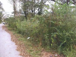 Overgrown Lot and Trash/Litter Overgrown Lot and Trash/Litter