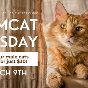 Tomcat Tuesday: Southern Pines Healthy Pet Clinic