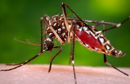City of Hattiesburg Works to Protect Community  from Mosquito-Transmitted Diseases