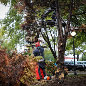 Hattiesburg Crews Safely Remove Dying Tree at Town Square Park