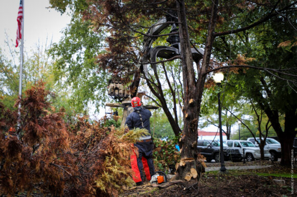 Hattiesburg Crews Safely Remove Dying Tree at Town Square Park